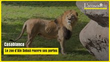 Casablanca : Le zoo d'Aïn Sebaâ rouvre ses portes