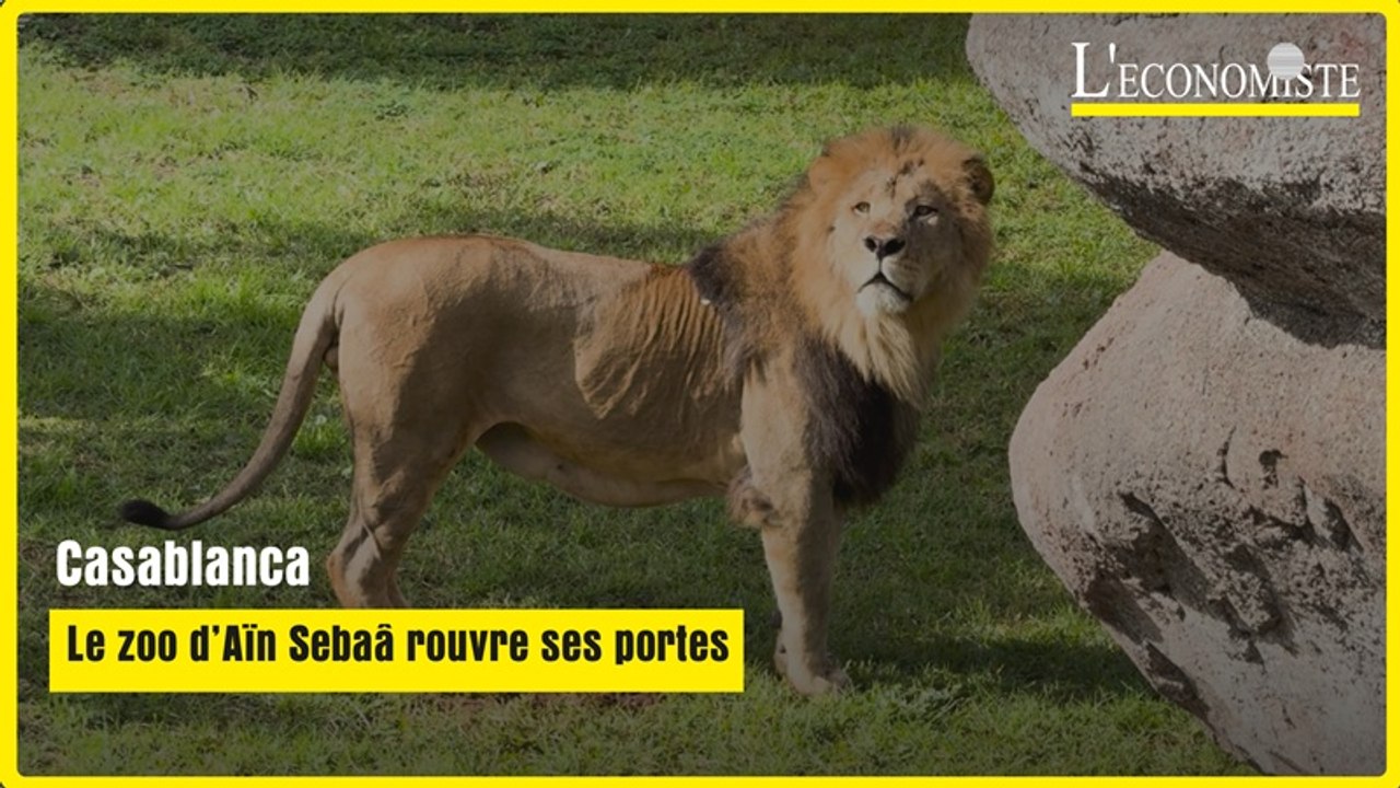 Casablanca : Le zoo d'Aïn Sebaâ rouvre ses portes