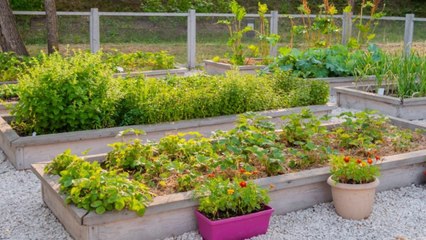 11 Vegetables That Struggle In Raised Garden Beds