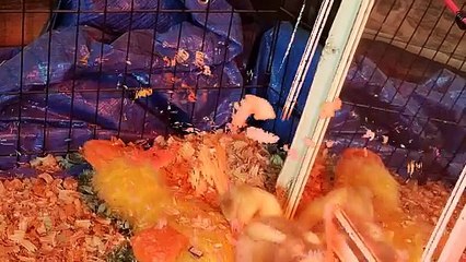 It's so cute the way baby Lemongrab would cuddle with his stuffed duck to fall asleep. | #SparklegleamFarm #Lemongrab #homestead #geese #farmanimals #soft #cute