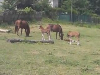 Poulains d'Ezanville