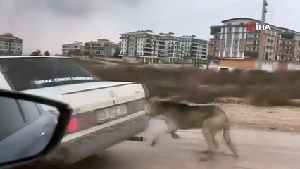 Köpeği aracın arkasına bağlayarak seyretti