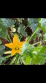 Squash flowers and bees