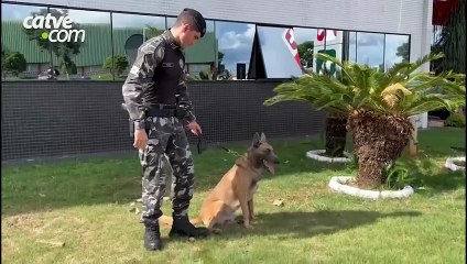 Cão policial doa sangue e ajuda no tratamento de cadela internada em Cascavel