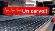 Un cervo scappa dal treno sui binari della stazione di Induno Olona