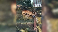 Luta pela vida: Protetora resgata cãozinho em situação crítica no Bairro Paulo Godoy