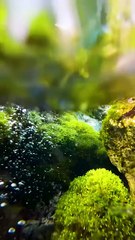 Alaska Nature Guide 4K - Crystal Clear Glacial Waters & Autumn Scenery