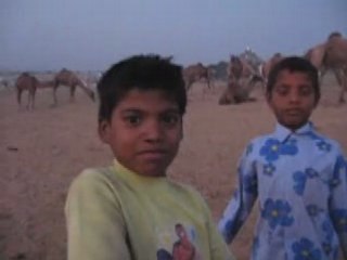 Selling camel in Pushkar