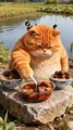 Orange Fat Cat Hilarious 😂😆 | Misbehaving Funny Cat Reaction | Viral Animal Comedy