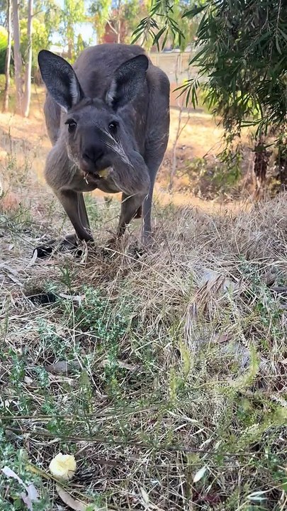 Australian kangaroo 🦘