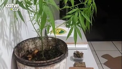 Ação da Rotam resulta em apreensão de maconha e prisão em Toledo