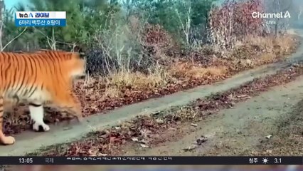 백두산 호랑이 6마리 대가족 포착
