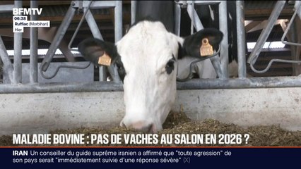 Dermatose nodulaire: alors que les plus belles vaches Prim'Holstein devaient concourir au salon de l'Agriculture, une majorité d'éleveurs ne souhaite pas s'y rendre en raison du virus