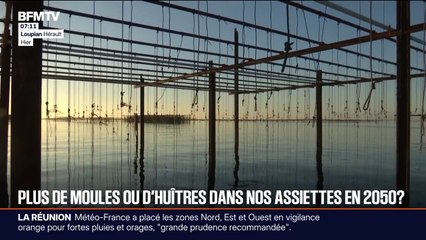 "Les années difficiles se rapprochent": les culture de moules et d'huîtres menacées en raison du réchauffement climatique