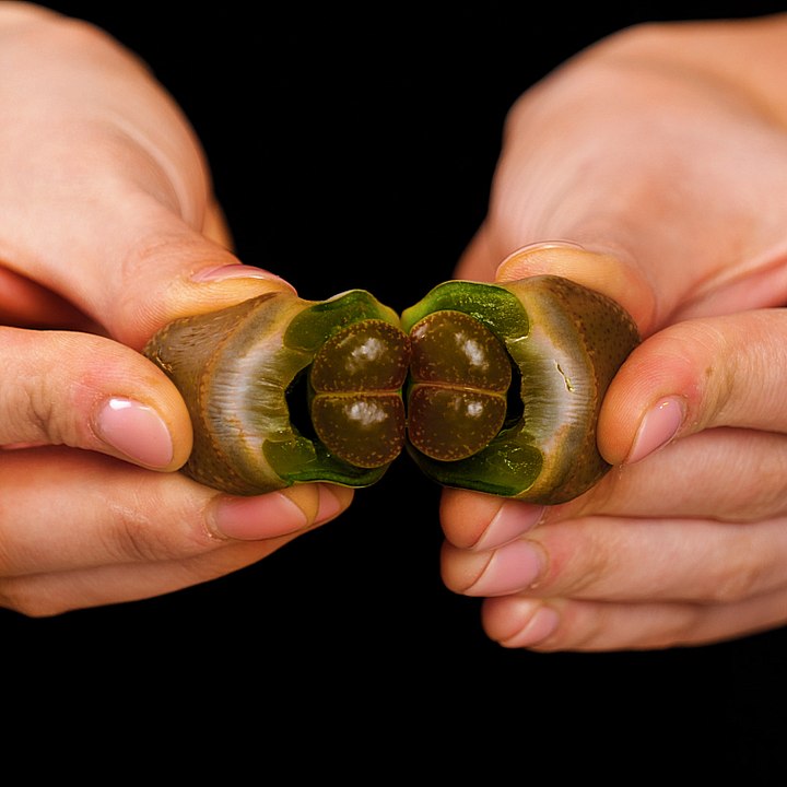 Let’s blossom in the new year with these clever plants hacks #gardening #tips #plantsoftiktok #fyp #blossom