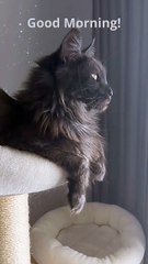 Have a Sunny Winter Morning! #goodmorning #Morning #funnycats #funny #cat #Viralcats