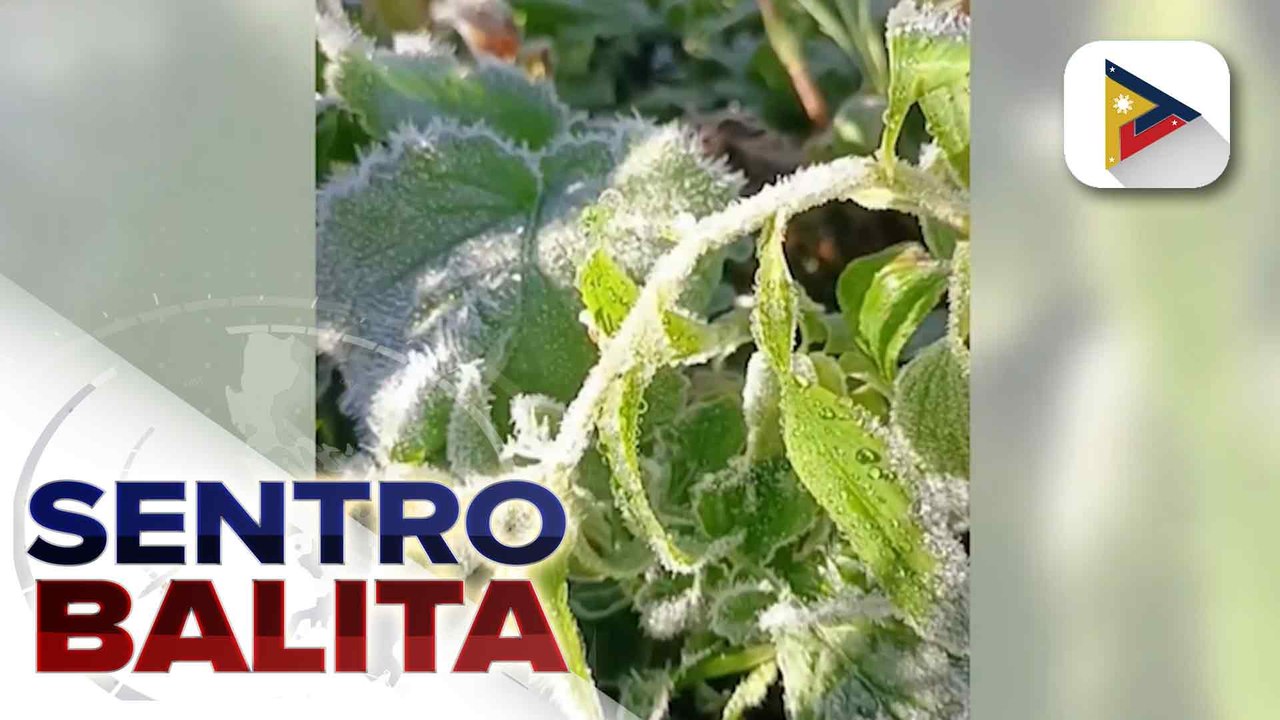 Ilang mga taniman sa Atok, Benguet tinamaan ng frost o andap | ulat ni Brigitte Marcasi Pangosfian - PTV Cordillera