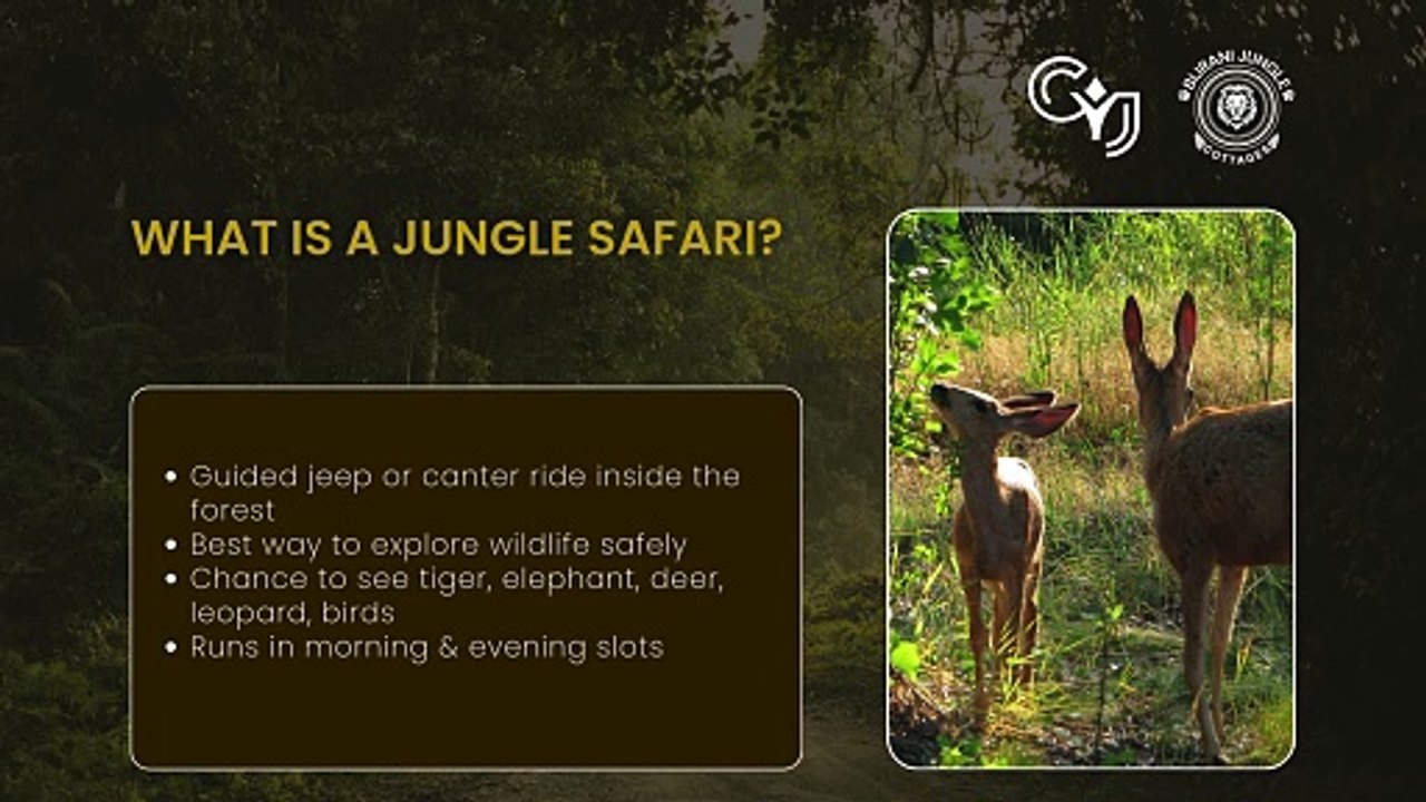 Book Jungle Safari in Jim Corbett – Explore the Wild by Zone!