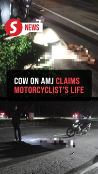 One dead, one hurt after motorcycles hit cow on AMJ Highway