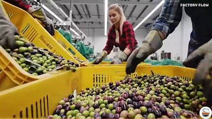 Extra Virgin Olive Oil Factory