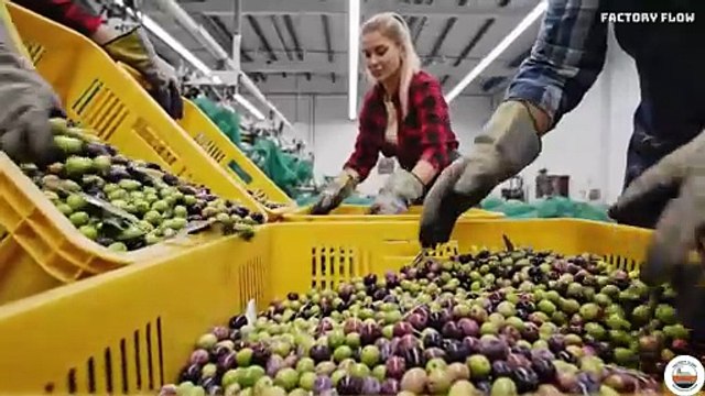 Extra Virgin Olive Oil Factory