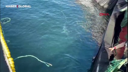 Yakalandığı gibi bırakıldı: Çanakkale'de kamçı kuyruk cinsi 2 köpek balığı ağlara takıldı