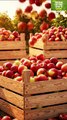 Apple Juice Factory Process | From Apples to Bottle