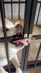 #funny video #shortvideo #viralvideo #funnyadda#