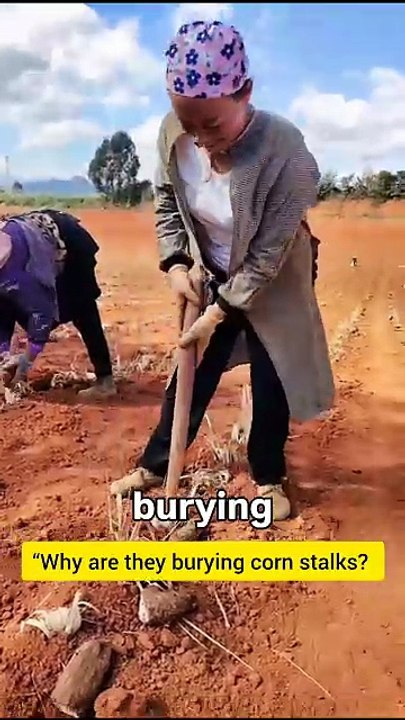 “Why are they burying corn stalks? The reason is genius!”