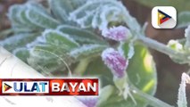 Ilang mga taniman sa Atok, Benguet, tinamaan ng frost o andap