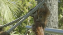 This Independent Orangutan Is Making Waves All on Her Own