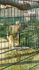 Ce centre a sauvé des macaques de laboratoire.