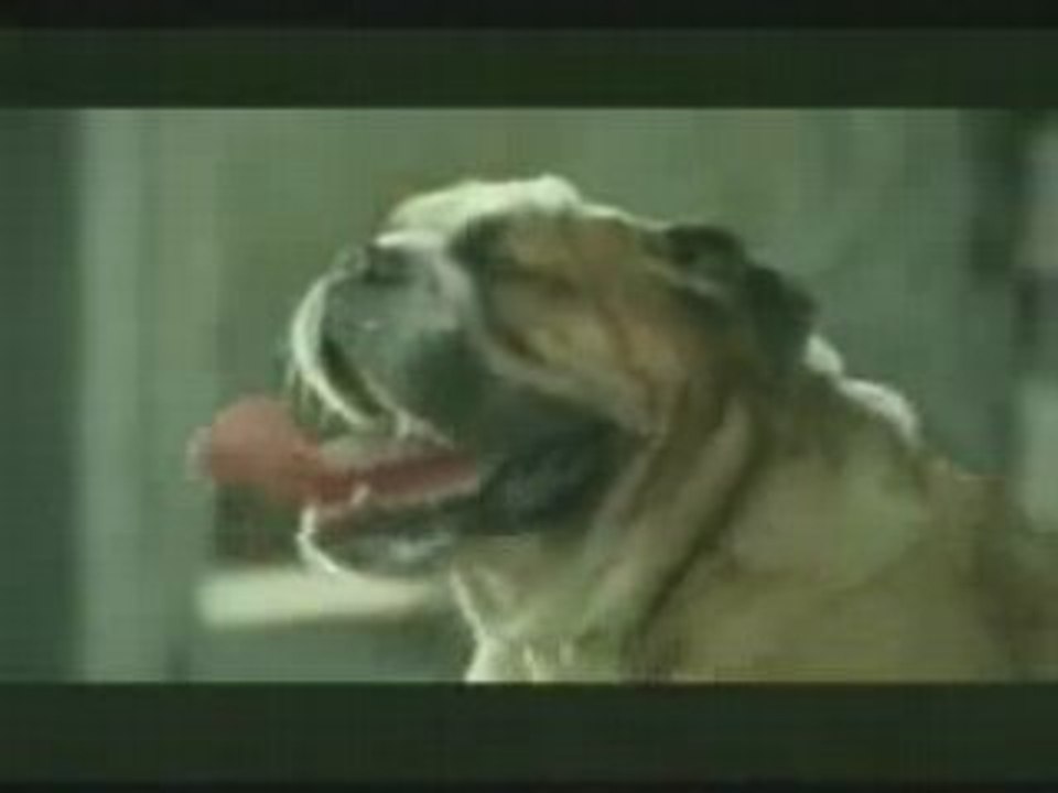 Chien suicidaire