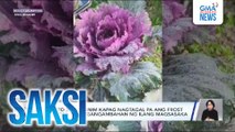 Epekto sa pananim kapag nagtagal pa ang frost o andap, pinangangambahan ng ilang magsasaka | Saksi