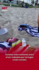 🐢🌊 Un momento mágico e inesperado. Turistas que descansaban acostados sobre la arena fueron sorprendidos por una camada de tortugas recién nacidas que emergieron y comenzaron su camino hacia el mar por primera vez.