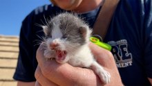 Because Of Course Firefighters Save Kittens Too