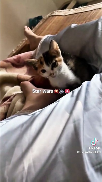 Tollen Töne der Katzen