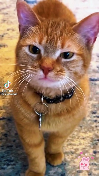 Die fantastischen Töne der Katzen