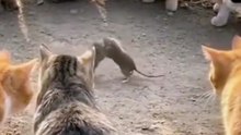 Kätzchen furzt Maus zu Tode