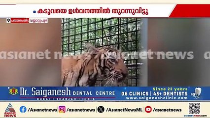 തിരികെ വീട്ടിലേക്ക്... വയ്യാറ്റുപുഴയിൽ കിണറ്റിൽ നിന്ന് പുറത്തെടുത്ത കടുവയെ ഉൾവനത്തിൽ തുറന്നുവിട്ടു