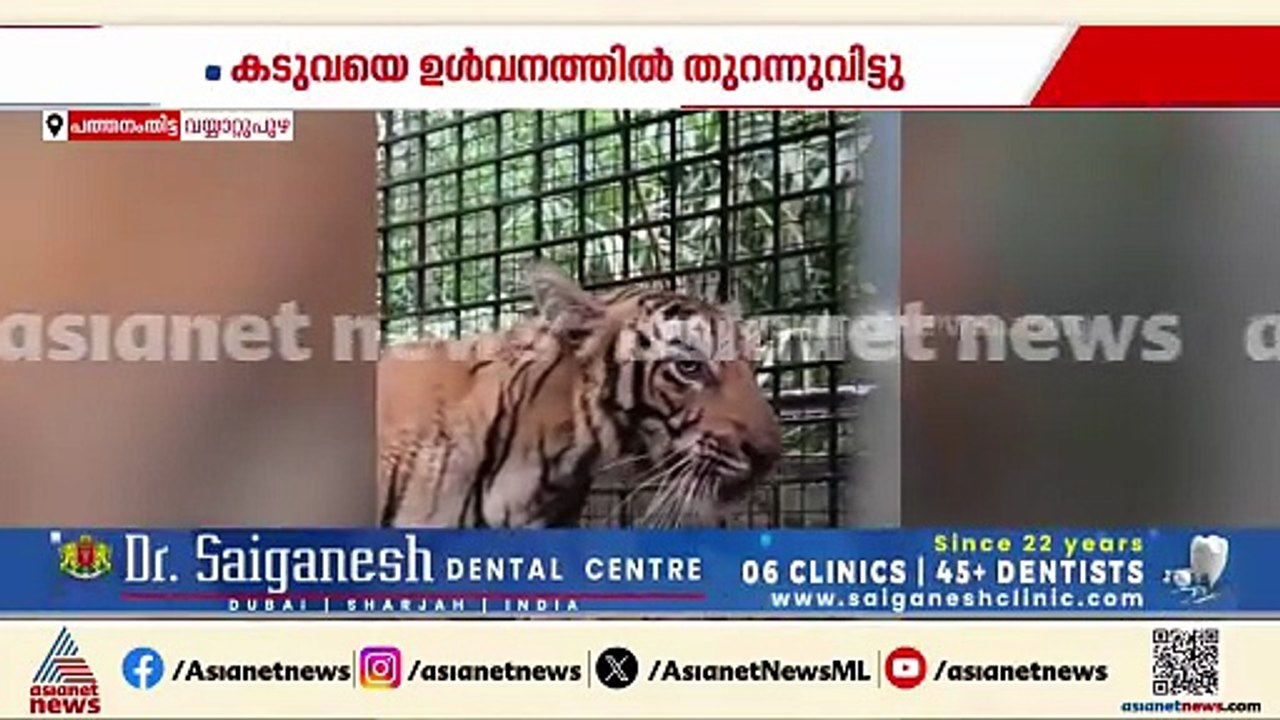 തിരികെ വീട്ടിലേക്ക്... വയ്യാറ്റുപുഴയിൽ കിണറ്റിൽ നിന്ന് പുറത്തെടുത്ത കടുവയെ ഉൾവനത്തിൽ തുറന്നുവിട്ടു