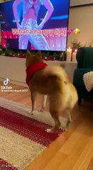 Der Hund mit Rhythmus im Blut