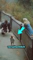 Das hätte niemand geglaubt Gorilla rettet kleines Kind