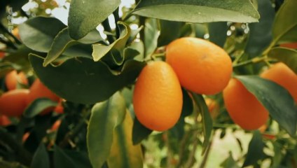 Cuisines des terroirs - Corfou