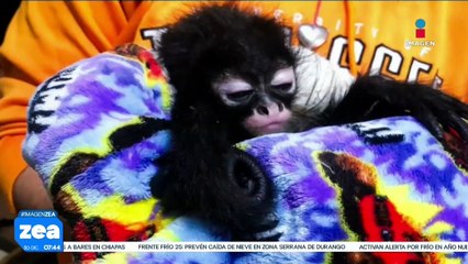 Profepa asegura a monos araña y aves exóticas en Guadalajara