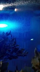 🔥 🔥 No Escape From The Mafia King's Embrace Full 🍿 #englishsub #shortfilm