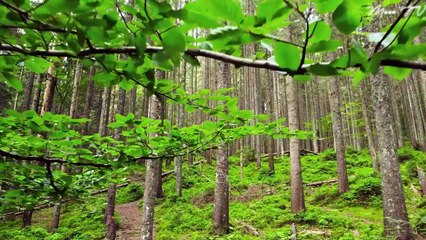 Relaxing Flute Music For Inner Healing