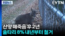 산양 떼죽음 후 2년...울타리 8% 내년부터 철거 / YTN