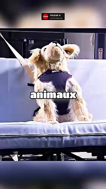 Attention aux chiens en voiture !