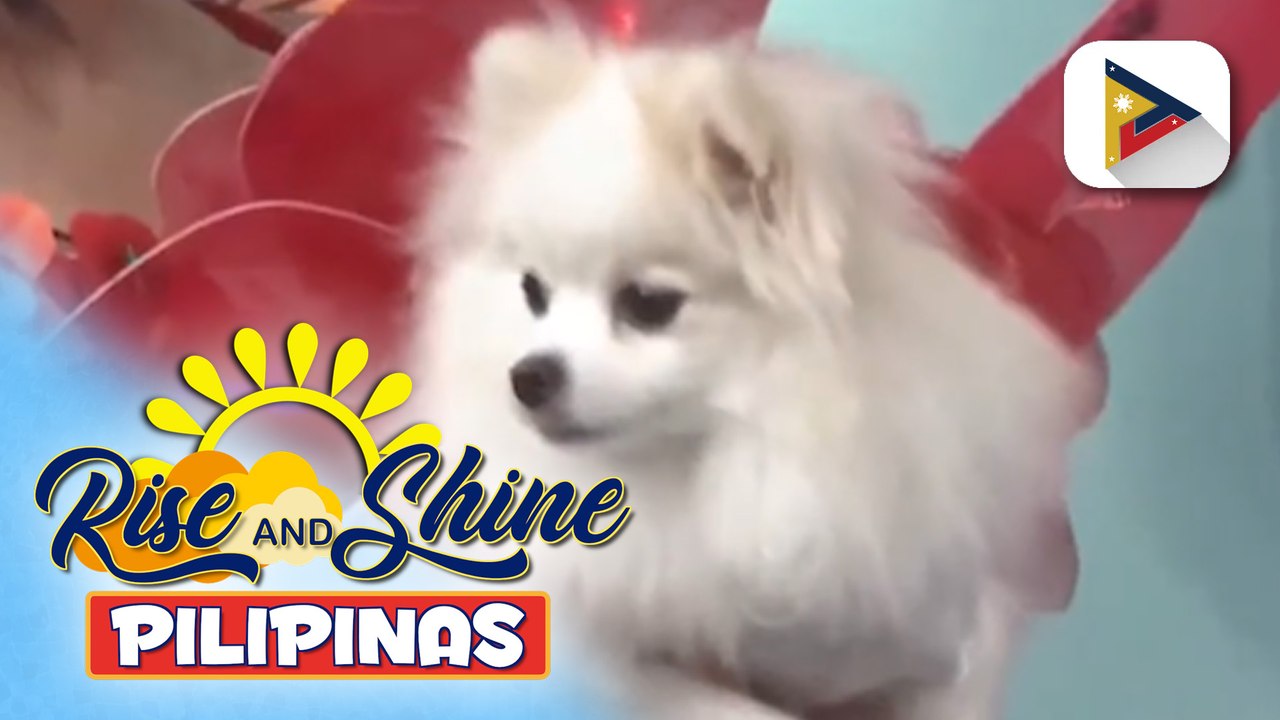 Wednesday Pet’s Day | Top 5 Wednesday Pet’s Day ngayong 2025
